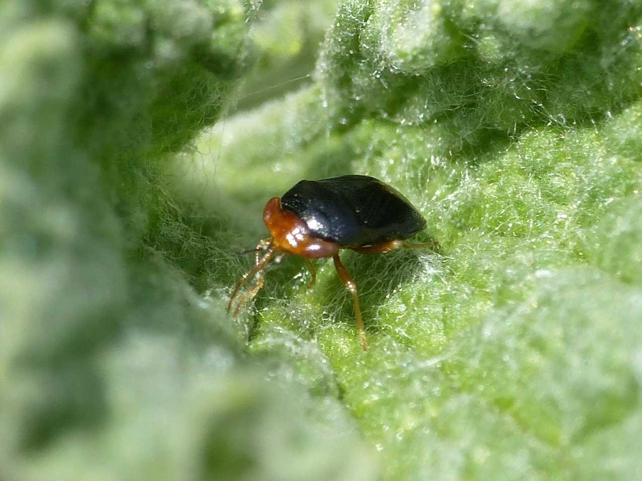 Geocoris erythrocephalus